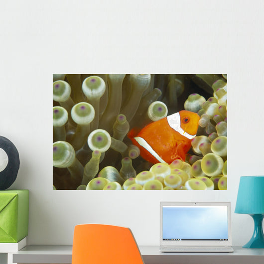 Side View Of A Spinecheek Clownfish, White Striped Wall Mural