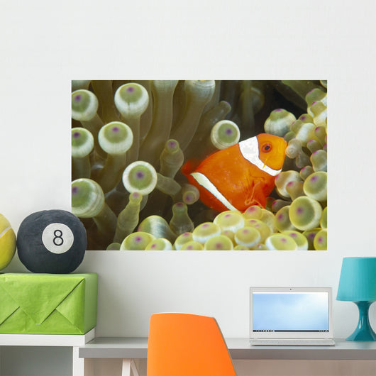 Side View Of A Spinecheek Clownfish, White Striped Wall Mural