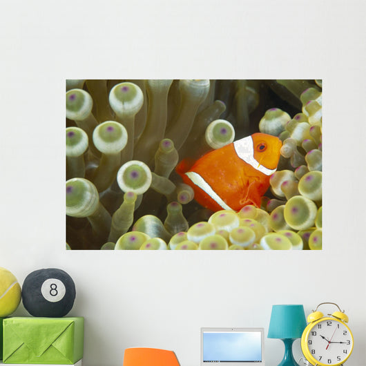 Side View Of A Spinecheek Clownfish, White Striped Wall Mural
