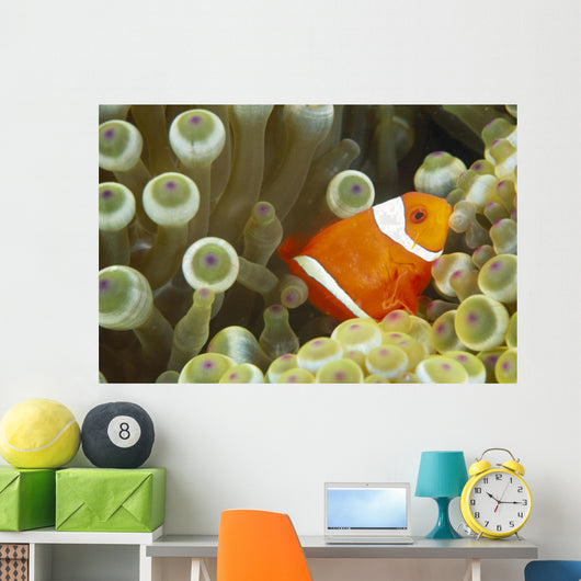 Side View Of A Spinecheek Clownfish, White Striped Wall Mural