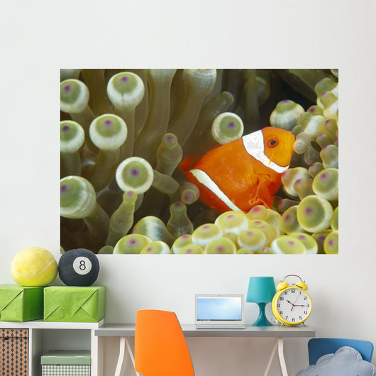 Side View Of A Spinecheek Clownfish, White Striped Wall Mural
