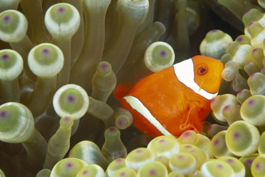 Side View Of A Spinecheek Clownfish, White Striped Wall Mural