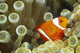 Side View Of A Spinecheek Clownfish, White Striped Wall Mural