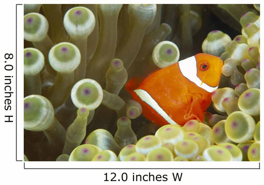 Side View Of A Spinecheek Clownfish, White Striped Wall Mural