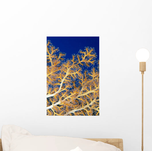 Fiji, Close-Up Of Soft Coral Showing Polyps Feeding Wall Mural