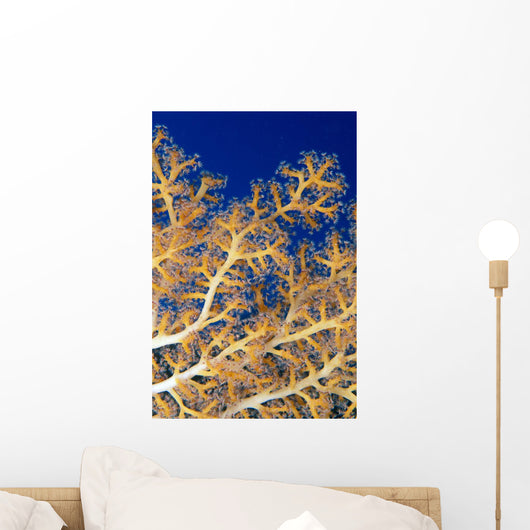 Fiji, Close-Up Of Soft Coral Showing Polyps Feeding Wall Mural