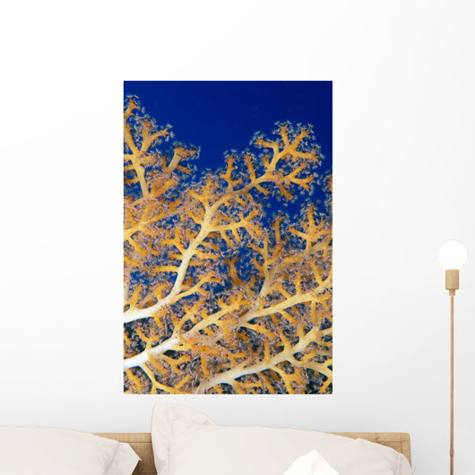 Fiji, Close-Up Of Soft Coral Showing Polyps Feeding Wall Mural