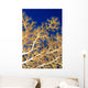Fiji, Close-Up Of Soft Coral Showing Polyps Feeding Wall Mural