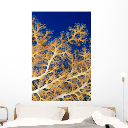 Fiji, Close-Up Of Soft Coral Showing Polyps Feeding Wall Mural