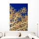 Fiji, Close-Up Of Soft Coral Showing Polyps Feeding Wall Mural