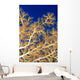 Fiji, Close-Up Of Soft Coral Showing Polyps Feeding Wall Mural