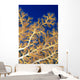 Fiji, Close-Up Of Soft Coral Showing Polyps Feeding Wall Mural