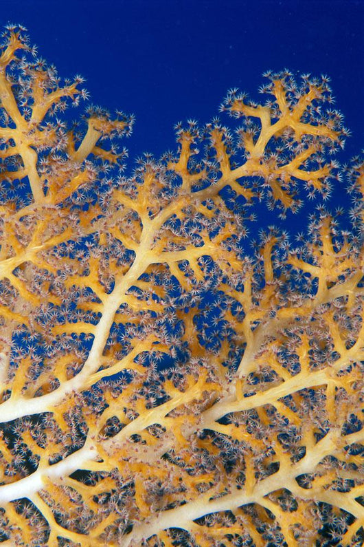 Fiji, Close-Up Of Soft Coral Showing Polyps Feeding Wall Mural