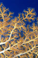 Fiji, Close-Up Of Soft Coral Showing Polyps Feeding Wall Mural