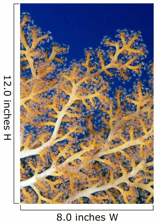 Fiji, Close-Up Of Soft Coral Showing Polyps Feeding Wall Mural