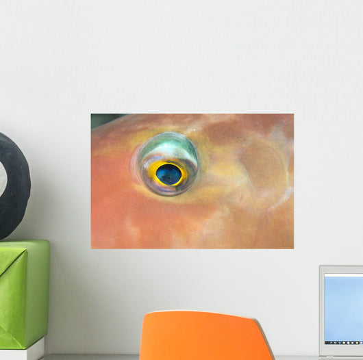 Fiji, Extreme Close-Up Of Female Parrotfish Eye At Night Wall Mural