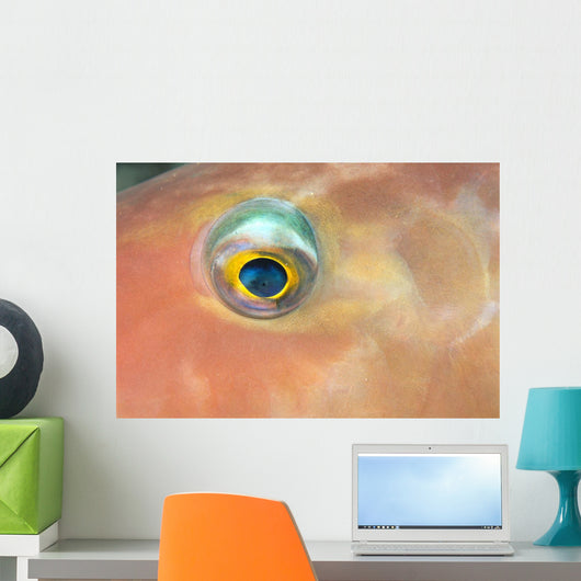 Fiji, Extreme Close-Up Of Female Parrotfish Eye At Night Wall Mural