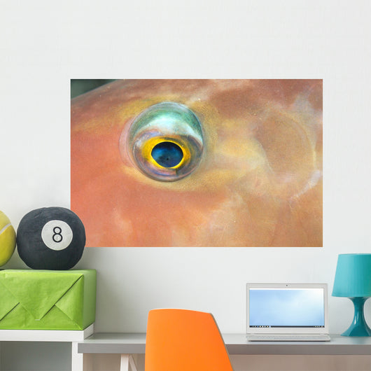 Fiji, Extreme Close-Up Of Female Parrotfish Eye At Night Wall Mural
