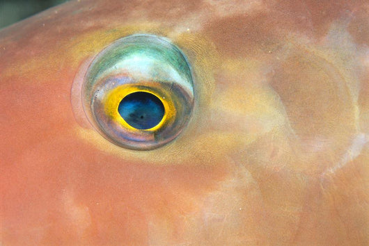 Fiji, Extreme Close-Up Of Female Parrotfish Eye At Night Wall Mural