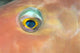 Fiji, Extreme Close-Up Of Female Parrotfish Eye At Night Wall Mural