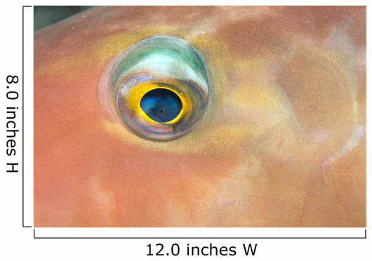 Fiji, Extreme Close-Up Of Female Parrotfish Eye At Night Wall Mural