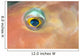 Fiji, Extreme Close-Up Of Female Parrotfish Eye At Night Wall Mural