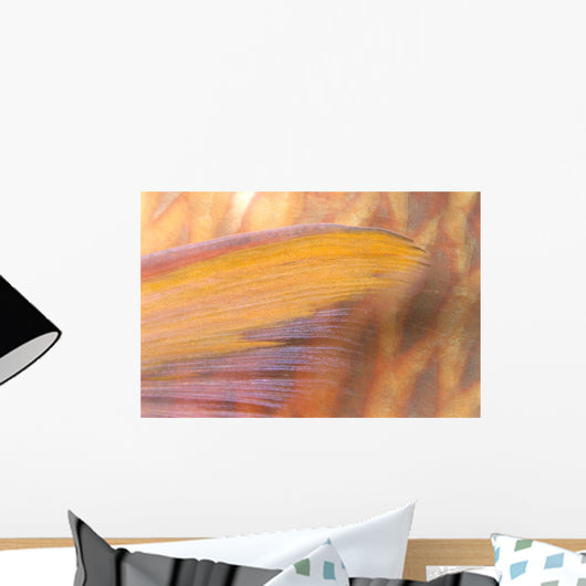 Fiji, Close-Up Detail Of Pectoral Fin, Female Parrotfish At Night Wall Mural