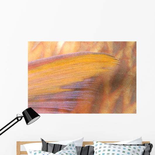 Fiji, Close-Up Detail Of Pectoral Fin, Female Parrotfish At Night Wall Mural