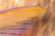 Fiji, Close-Up Detail Of Pectoral Fin, Female Parrotfish At Night Wall Mural