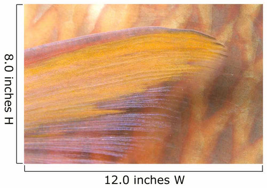 Fiji, Close-Up Detail Of Pectoral Fin, Female Parrotfish At Night Wall Mural