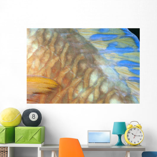 Fiji, Close-Up Detail Of Female Parrotfish, Fin And Scales At Night Wall Mural
