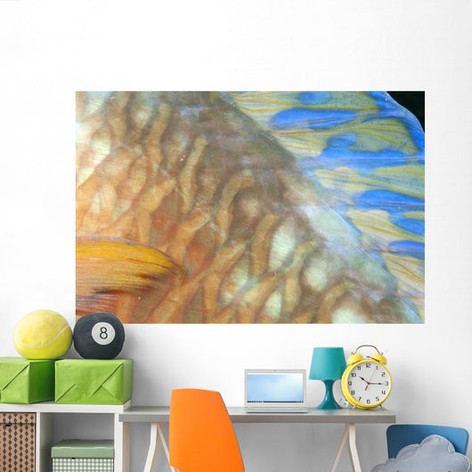 Fiji, Close-Up Detail Of Female Parrotfish, Fin And Scales At Night Wall Mural