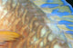 Fiji, Close-Up Detail Of Female Parrotfish, Fin And Scales At Night Wall Mural