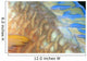 Fiji, Close-Up Detail Of Female Parrotfish, Fin And Scales At Night Wall Mural