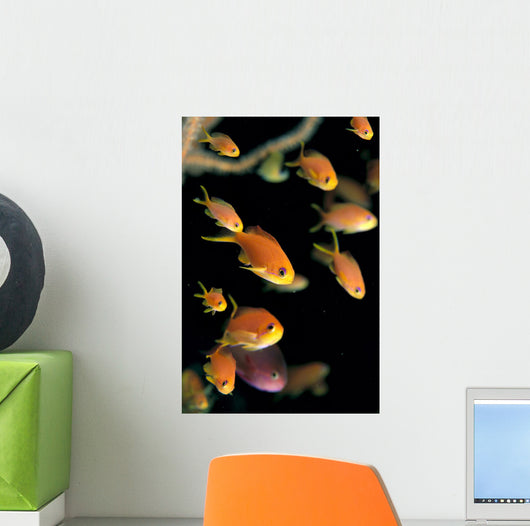 Fiji, Many Female Lyretail Anthias Wall Mural
