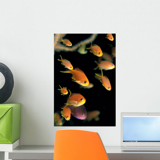 Fiji, Many Female Lyretail Anthias Wall Mural