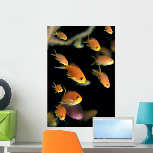 Fiji, Many Female Lyretail Anthias Wall Mural