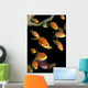 Fiji, Many Female Lyretail Anthias Wall Mural