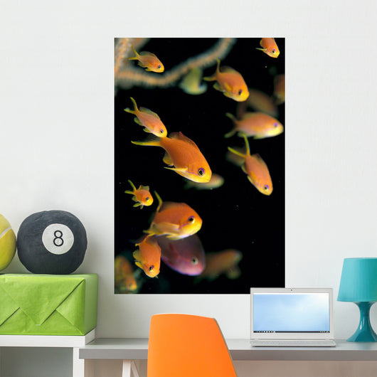 Fiji, Many Female Lyretail Anthias Wall Mural