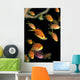 Fiji, Many Female Lyretail Anthias Wall Mural