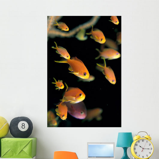 Fiji, Many Female Lyretail Anthias Wall Mural