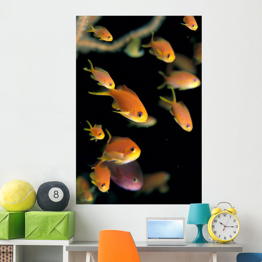 Fiji, Many Female Lyretail Anthias Wall Mural