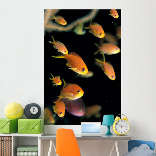Fiji, Many Female Lyretail Anthias Wall Mural