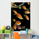 Fiji, Many Female Lyretail Anthias Wall Mural