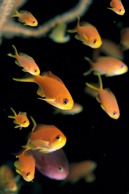 Fiji, Many Female Lyretail Anthias Wall Mural
