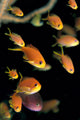 Fiji, Many Female Lyretail Anthias Wall Mural