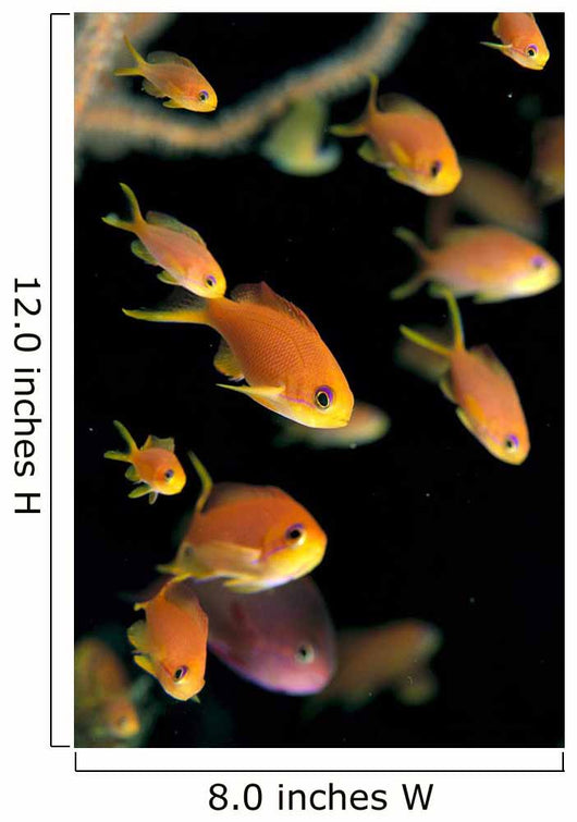 Fiji, Many Female Lyretail Anthias Wall Mural