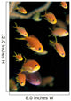 Fiji, Many Female Lyretail Anthias Wall Mural