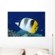 Fiji, Pacific Double-Saddle Butterfly Fish Close-Up Side View Wall Mural