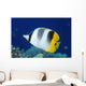 Fiji, Pacific Double-Saddle Butterfly Fish Close-Up Side View Wall Mural